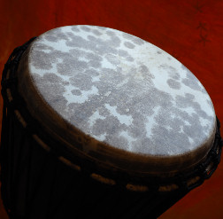 Djembe Trommel Fell